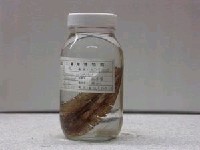 藏品(冠鰈)的圖片